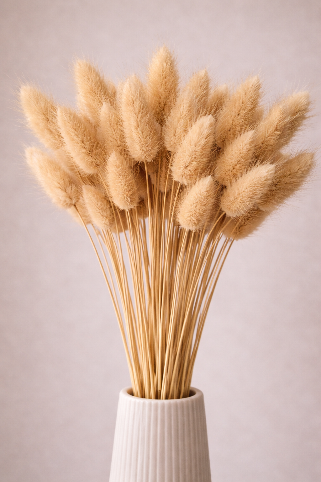 Lagurus natur, 50 Stück, 50-60 cm, Naturfarben