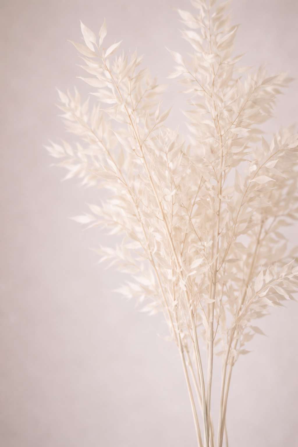 Ruscus in weiss von Soli Collection