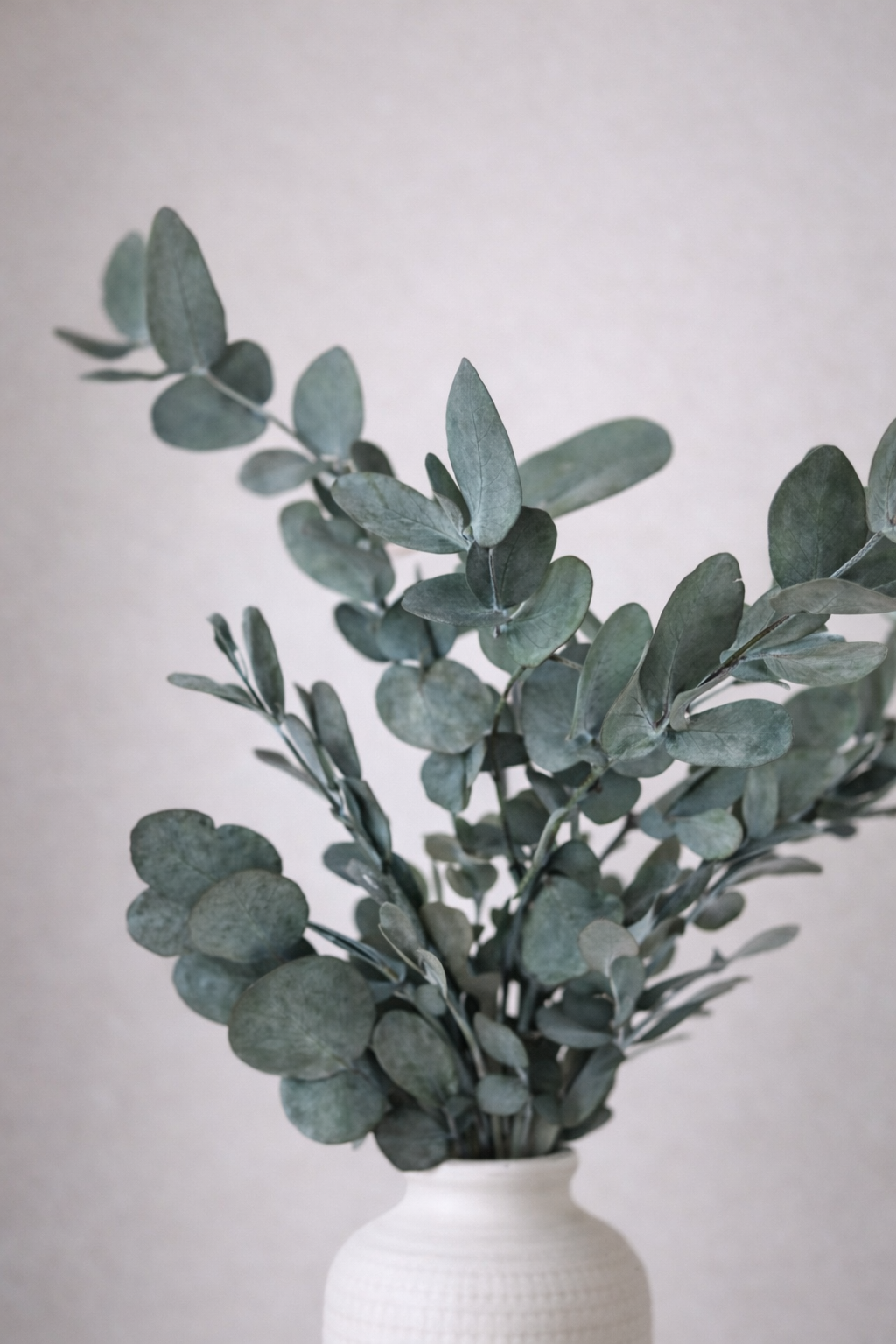 Eukalyptus, 40-55 cm, Grün