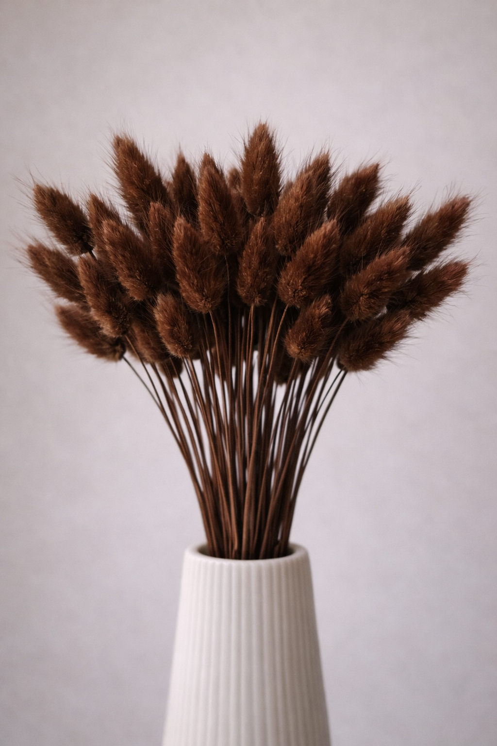 Lagurus braun, 50 Stück, 50-60 cm