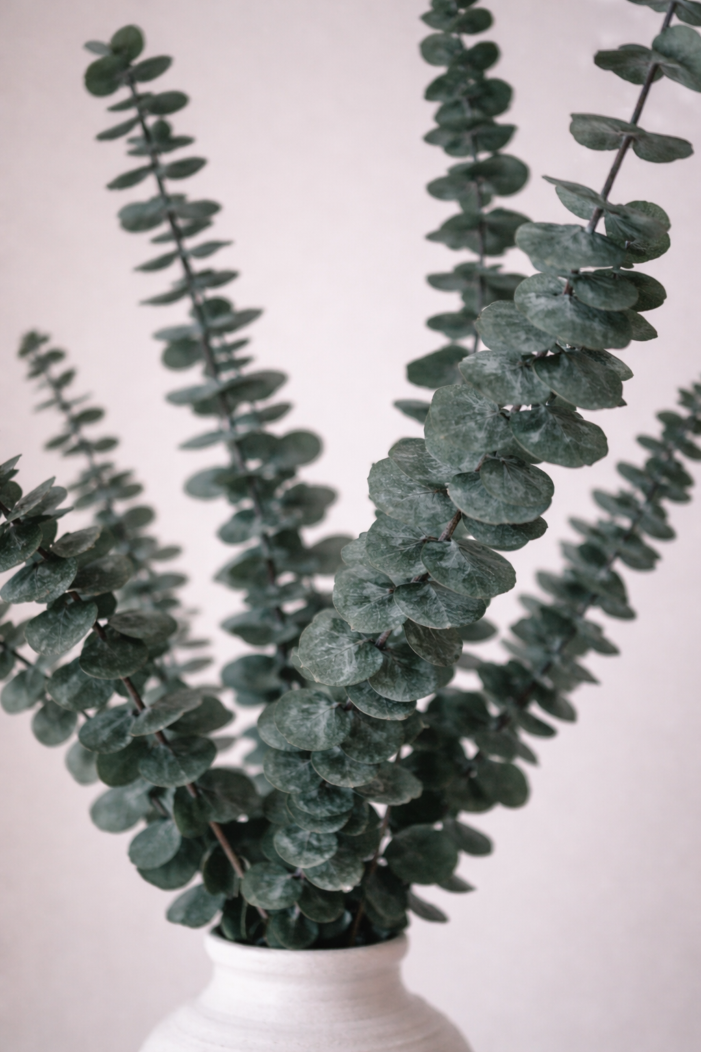 Eukalyptus Baby Blue, 40-50 cm, Grün