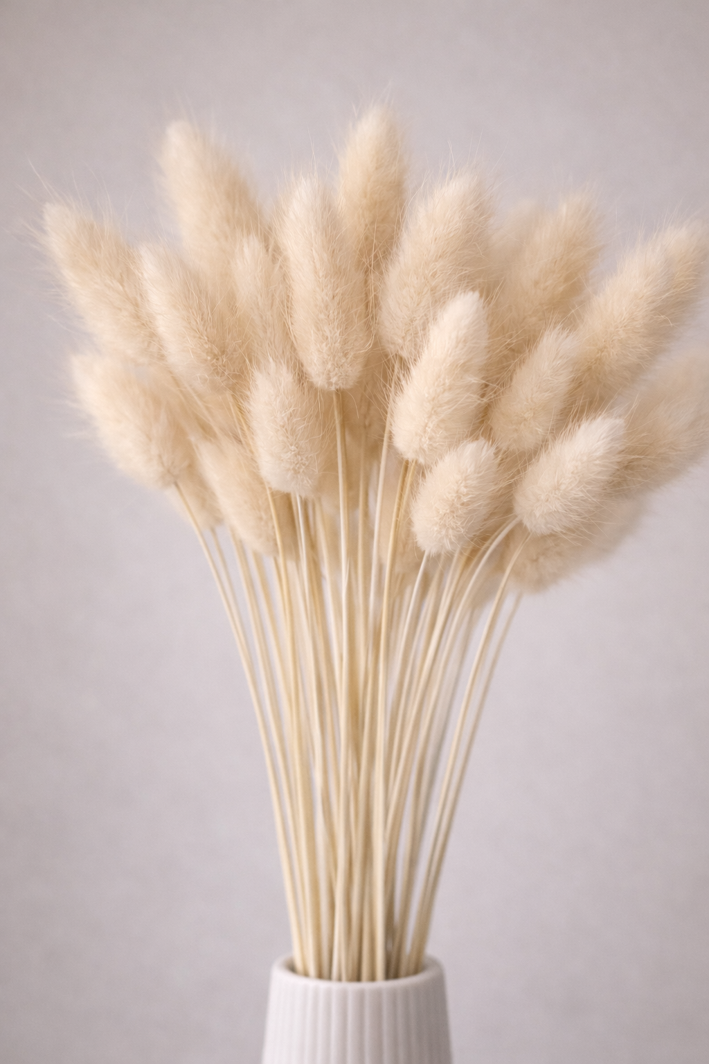 Lagurus weiss, 50 Stück, 50-60 cm