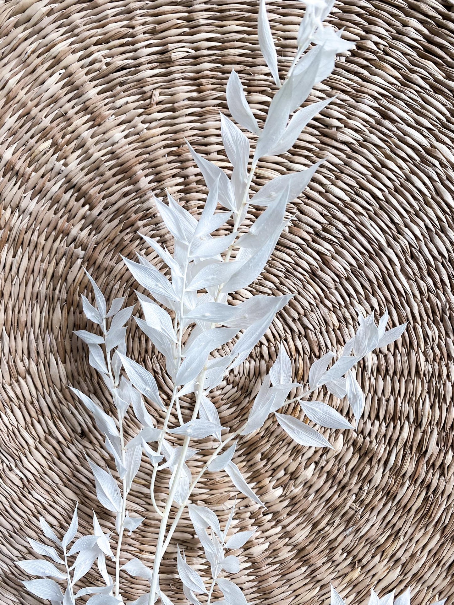 Ruscus in weiss von Soli Collection
